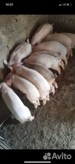 Поросенок ландрас