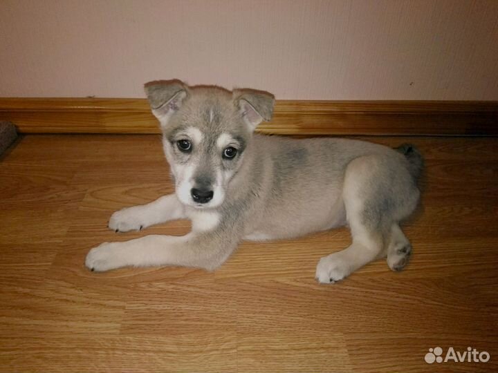 Щенок девочка в добрые руки