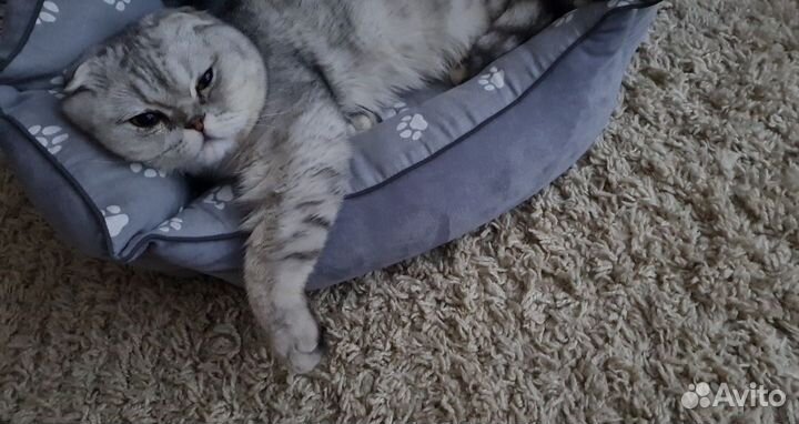 Отдам кота в добрые руки