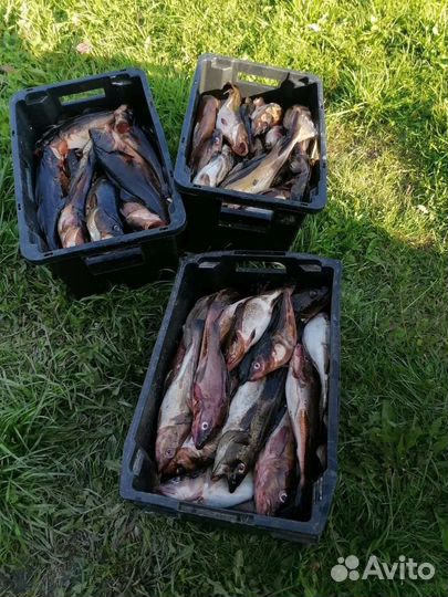 Рыбалка на Белом море