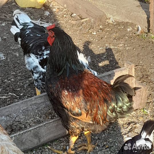Куры петухи