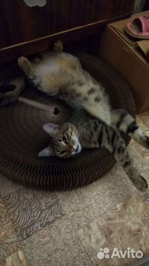 Котик в заботливые руки