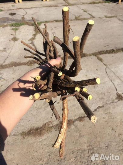 Корень солодки