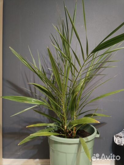 3 Финиковых пальмы