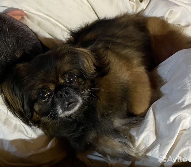 Вязка пекинес