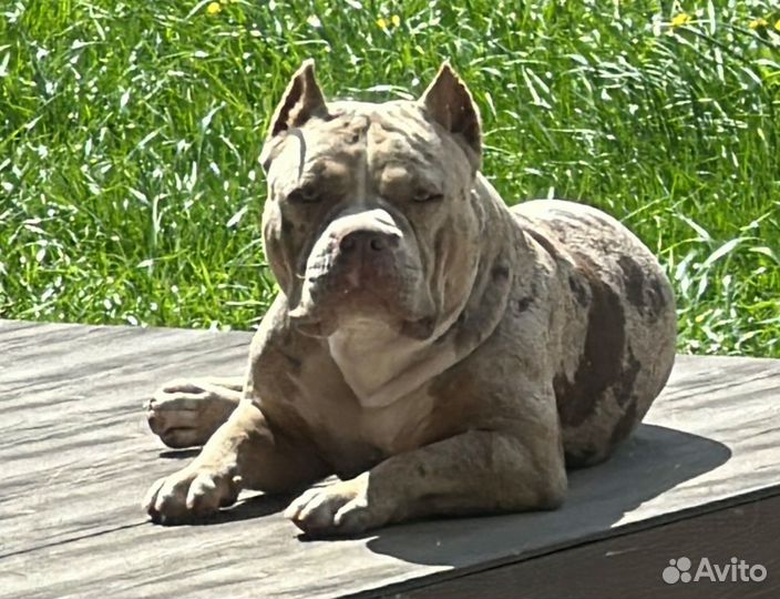 Американский булли щенок мальчик