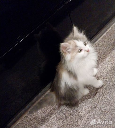 Шикарный пушистый котенок (девочка)