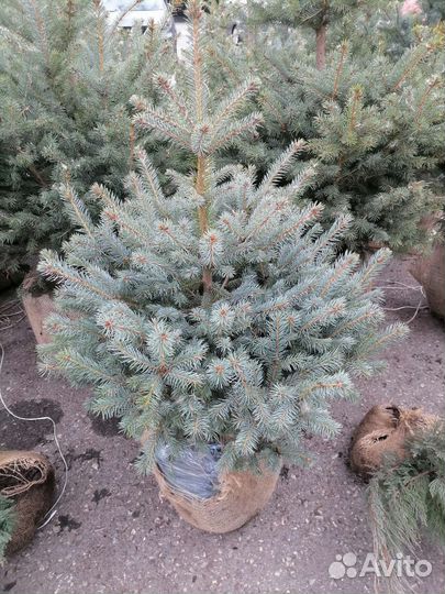 Саженцы хвойных растений Ильдар ВДНХ