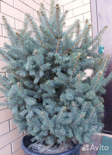 Саженцы Ёлок 0.8м