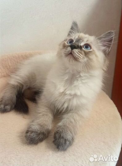 Невский маскарадный котёнок