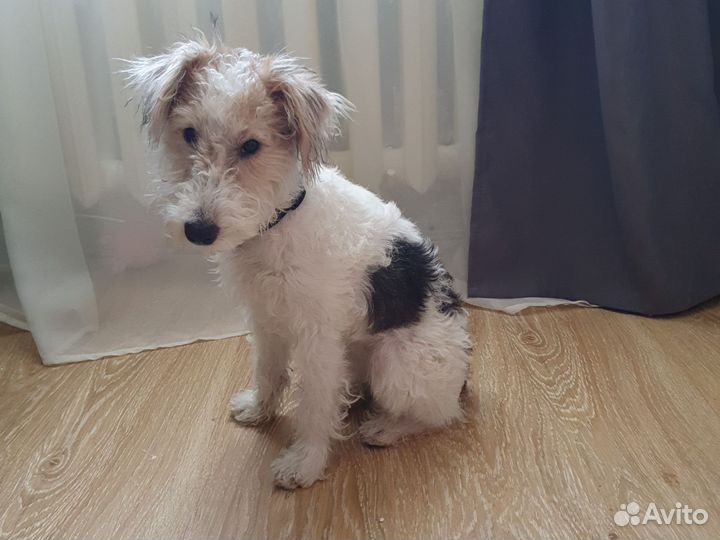 Фокстерьер