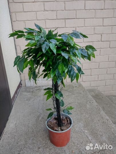 Искусственное дерево в горшке