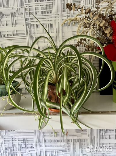 Хлорофитум кудрявый Бонни