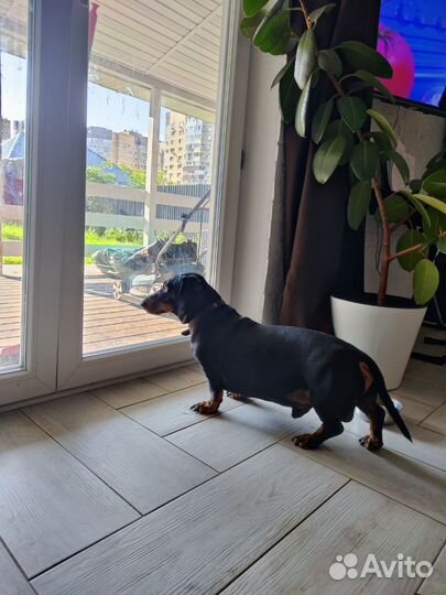 Передержка собак на время вашего отпуска