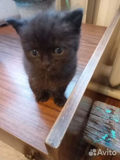 Отдам в добрые руки