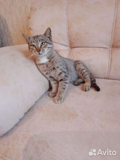 Котик молодой