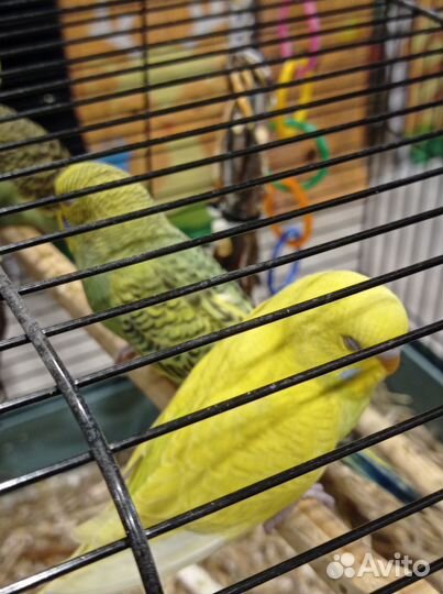 Птенцы волнистый попугай