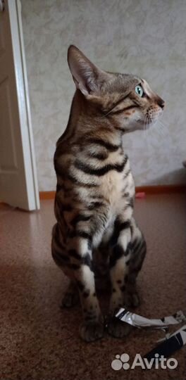 Бенгальская кошка бесплатно