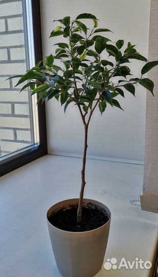 Фикус Бенджамина. Комнатные цветы