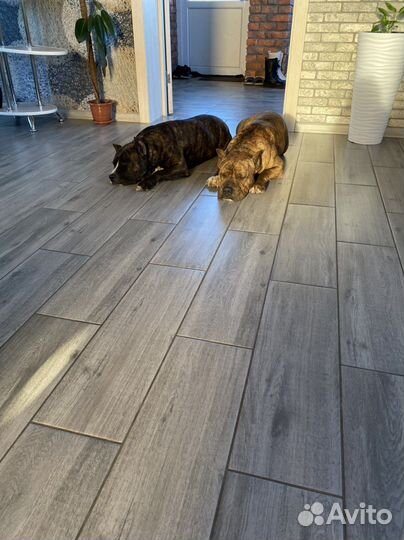 Щенки амстаффа