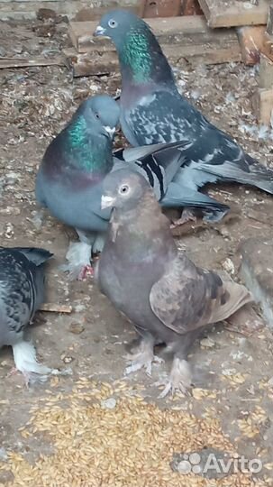 Голуби продажа бойные