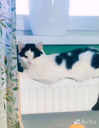 Жила в клетке