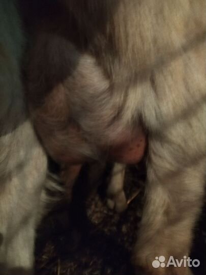 Молочные козы