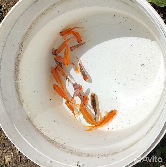 Золотая рыбка комета