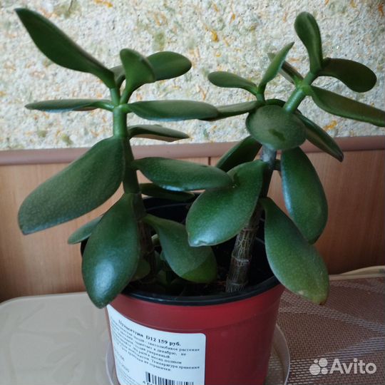 Цветок толстянка