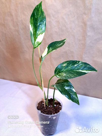 Комнатные растения - лианы часть 2 (07.08)