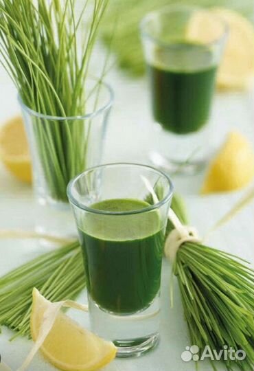 Витграсс в наличии и под заказ