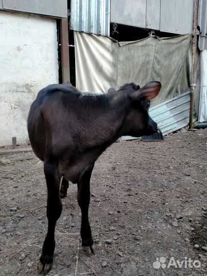 Тёлка джерси 7 месяцев