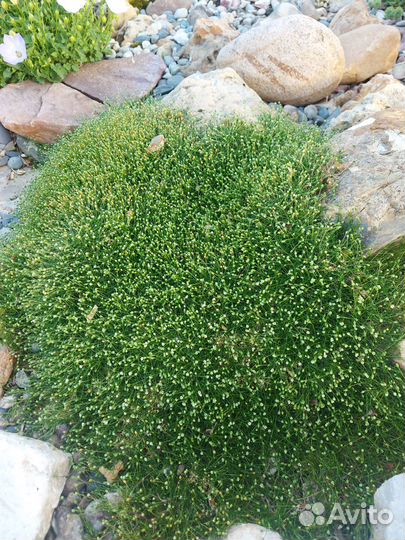 Растения для альпийской горки