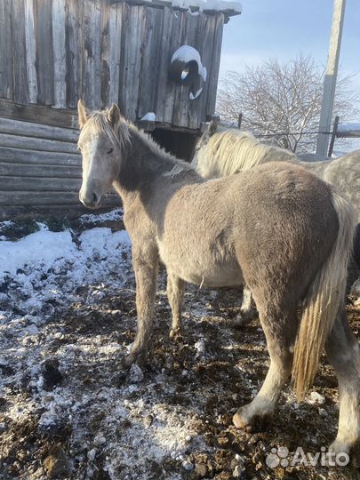 Продажа лошадей (кобылы с жеребятами, жеребец )