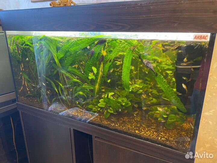 Аквариум