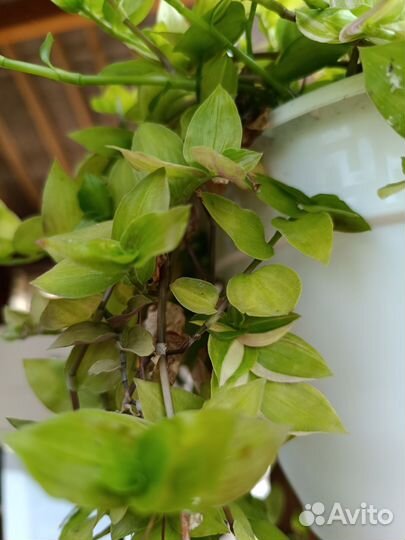 Трагесканции