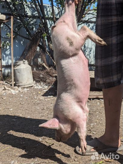 Поросята домашние 1,5 мес, мясного направления