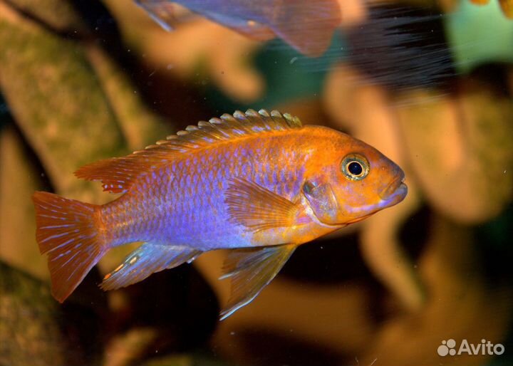 Малавийские цихлиды из Волгограда