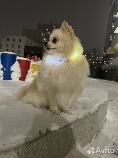 Вязка Немецкий малый шпиц