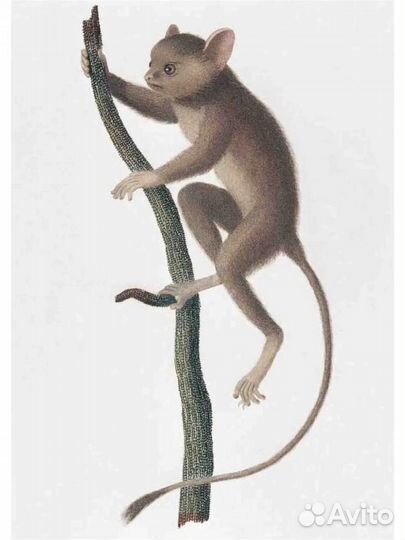 Наб 15 откр Обезьяны бг