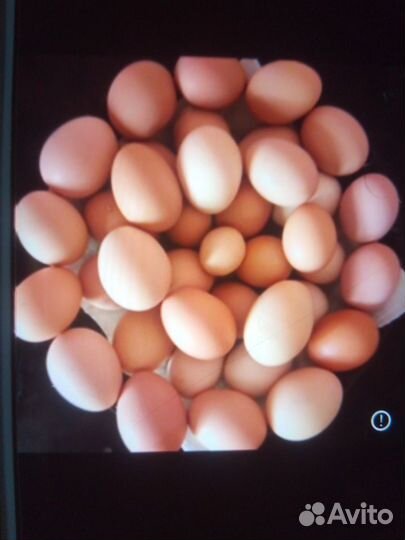 Инкубационные яйца