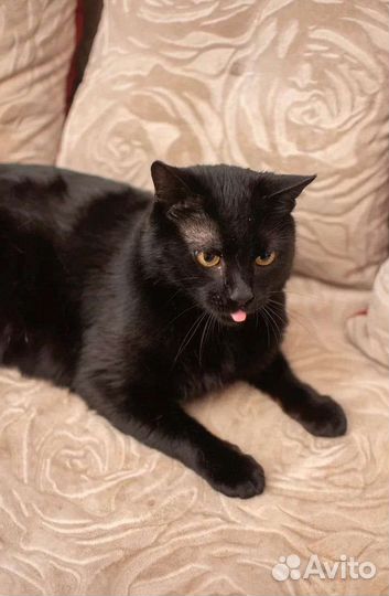 Чёрный лощёный котик Яша