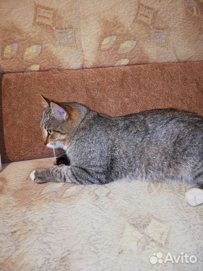 Отдам кота в добрые руки