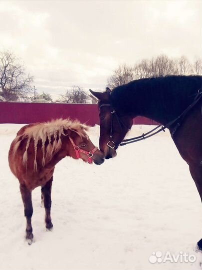 Конный клуб