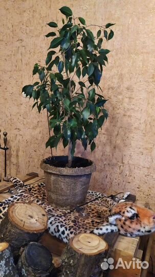 Фикус бенджамина