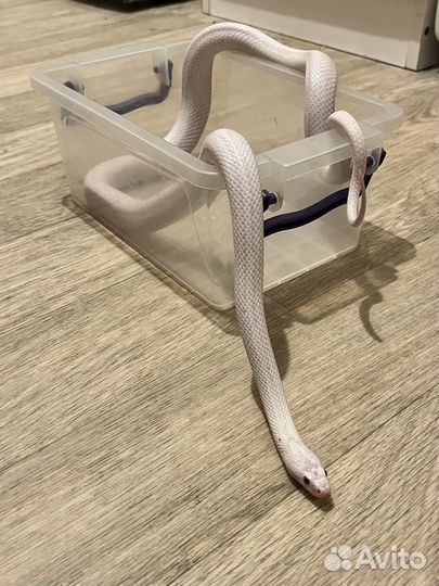 Аренда змеи