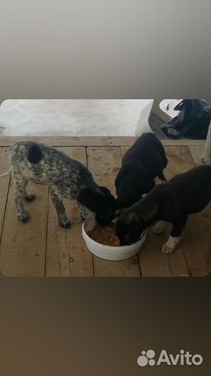 Собака в добрые руки, щенки