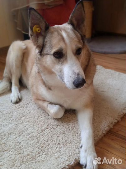 Собака в очень добрые руки