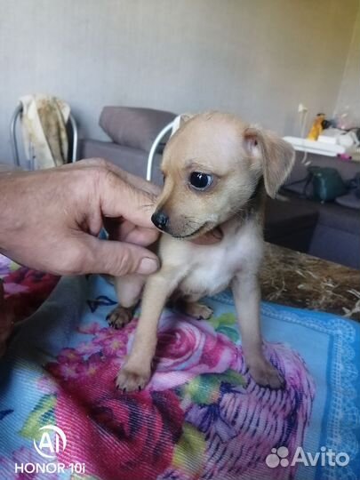 Той-терьер щенки