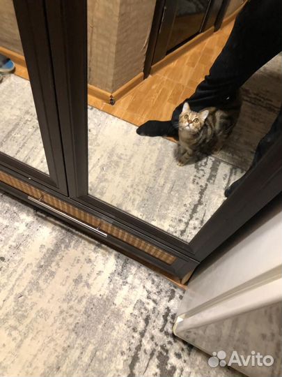 Британский кот вязка